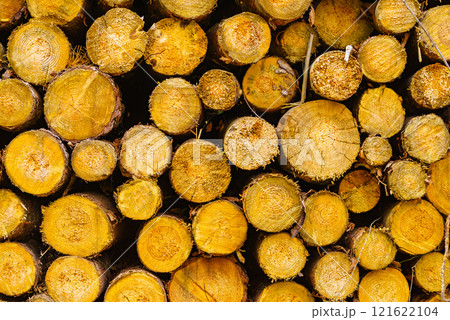 Pile of wood wooden logs background Pile of wood wooden logs background 121622104