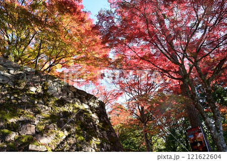 郡上八幡城の石垣と紅葉 郡上八幡城の石垣と紅葉 121622604