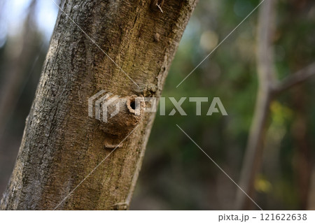 木の幹に作られたドロバチの巣 121622638