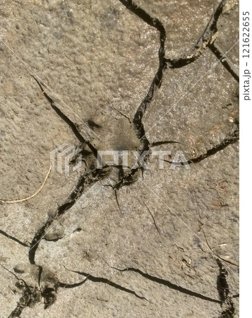 何かは分からない動物の足跡 121622655