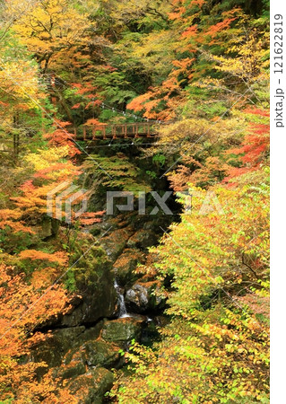 奈良県天川村　みたらい渓谷の紅葉 121622819