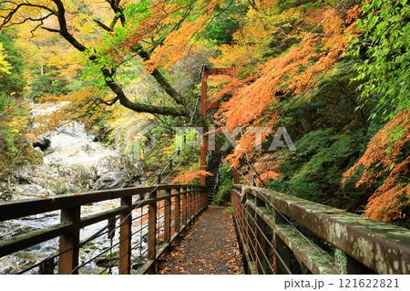 奈良県天川村　みたらい渓谷の紅葉 121622821