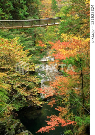 奈良県天川村　みたらい渓谷の紅葉 121622824