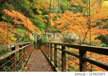 奈良県天川村　みたらい渓谷の紅葉 121622825