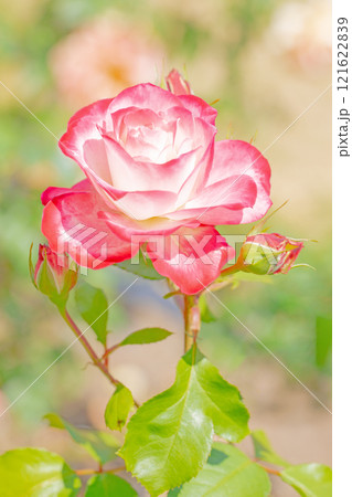 家の周りの草花 四季の色々 バラ園 美しい可憐な花びら 初秋のかぜに揺れるピンクのバラ 家の周りの草花 四季の色々 バラ園 美しい可憐な花びら 初秋のかぜに揺れるピンクのバラ 121622839