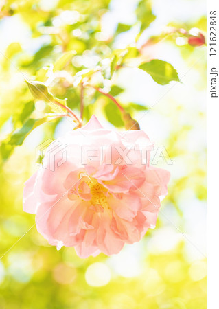 家の周りの草花 四季の色々 バラ園 美しい可憐な花びら 初秋のかぜに揺れるピンクのバラ 家の周りの草花 四季の色々 バラ園 美しい可憐な花びら 初秋のかぜに揺れるピンクのバラ 121622848