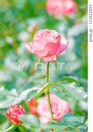 家の周りの草花 四季の色々 バラ園 美しい可憐な花びら 初秋のかぜに揺れるピンクのバラ 家の周りの草花 四季の色々 バラ園 美しい可憐な花びら 初秋のかぜに揺れるピンクのバラ 121622853