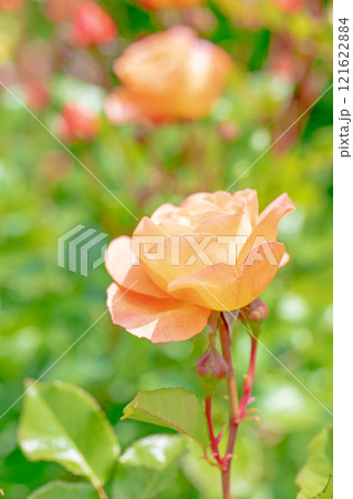 家の周りの草花 四季の色々 バラ園 美しい可憐な花びら 初秋のかぜに揺れるピンクのバラ 家の周りの草花 四季の色々 バラ園 美しい可憐な花びら 初秋のかぜに揺れるピンクのバラ 121622884