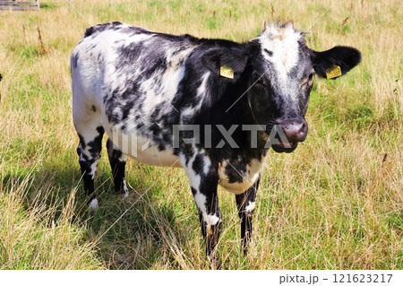 Black and white cows in the meadow eat grass on a sunny day. 121623217