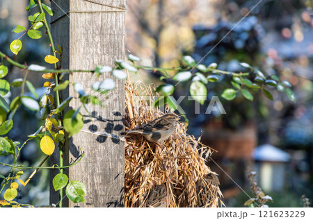 Sparrow eats ears of grain. Bird feeder in the park. 121623229