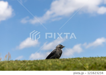 Jackdaw on green grass against blue sky Jackdaw on green grass against blue sky 121623234