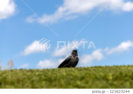 Jackdaw on green grass against blue sky Jackdaw on green grass against blue sky 121623244