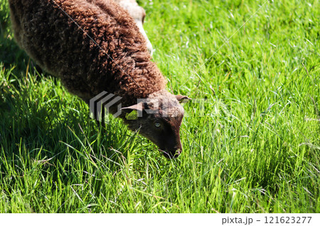 Sheeps in the meadow eat grass on a sunny day. 121623277