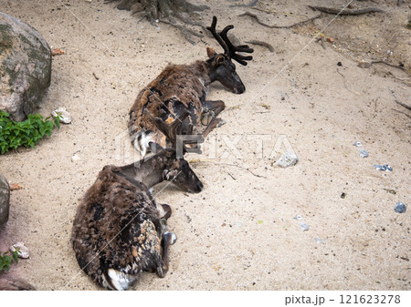 Two horned deer lie on the sand in zoo Two horned deer lie on the sand in zoo 121623278