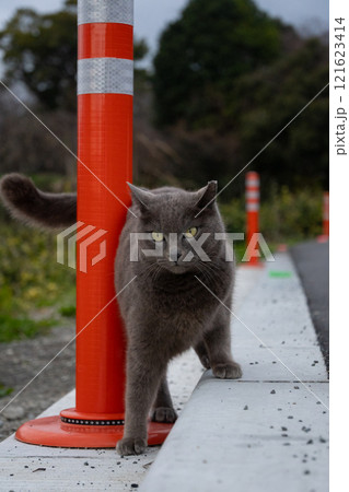 道路の赤いポールに絡みついてるグレーの毛並みの野良猫 道路の赤いポールに絡みついてるグレーの毛並みの野良猫 121623414