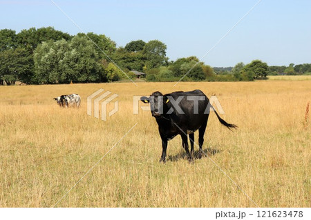 Cows in the meadow eat grass on a sunny day. Cows in the meadow eat grass on a sunny day. 121623478