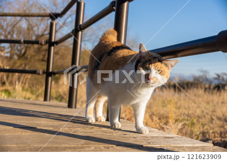 秋のススキと公園の三毛猫柄の野良猫 秋のススキと公園の三毛猫柄の野良猫 121623909