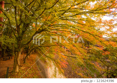 Lake Kawaguchi Maple Corridor during the autumn foliage season is the most beautiful. You can walk for hundreds of meters. There is a festival held from late October to late November 121624396