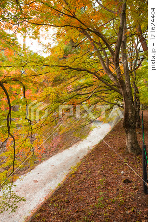 Lake Kawaguchi Maple Corridor during the autumn foliage season is the most beautiful. You can walk for hundreds of meters. There is a festival held from late October to late November 121624404