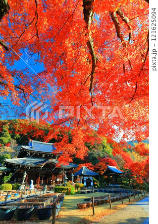 【京都府】快晴の三室戸寺の本堂と紅葉 【京都府】快晴の三室戸寺の本堂と紅葉 121625094