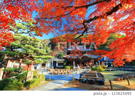 【京都府】快晴の三室戸寺の本堂と紅葉 121625095