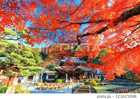 【京都府】快晴の三室戸寺の本堂と紅葉 【京都府】快晴の三室戸寺の本堂と紅葉 121625096
