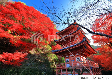 【京都府】快晴の三室戸寺の三重塔と紅葉 【京都府】快晴の三室戸寺の三重塔と紅葉 121625099