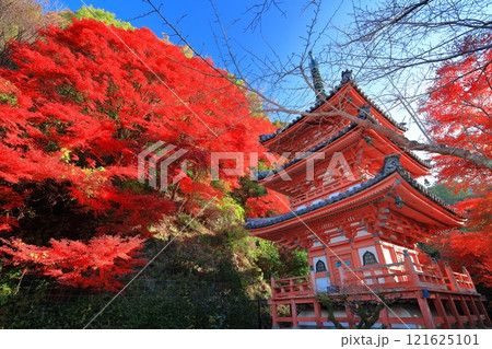 【京都府】快晴の三室戸寺の三重塔と紅葉 121625101