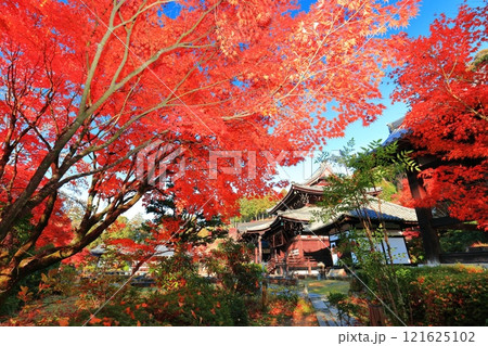 【京都府】快晴の三室戸寺の本堂と紅葉 【京都府】快晴の三室戸寺の本堂と紅葉 121625102
