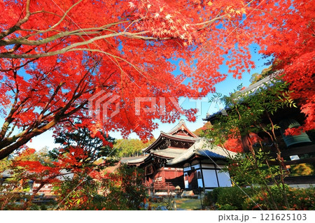 【京都府】快晴の三室戸寺の本堂と紅葉 121625103