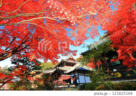 【京都府】快晴の三室戸寺の本堂と紅葉 121625104