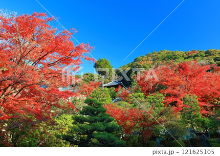 【京都府】快晴の三室戸寺の紅葉 【京都府】快晴の三室戸寺の紅葉 121625105