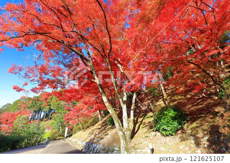【京都府】快晴の三室戸寺の紅葉 【京都府】快晴の三室戸寺の紅葉 121625107