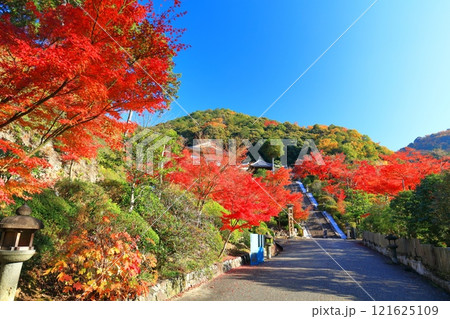 【京都府】快晴の三室戸寺の紅葉 121625109