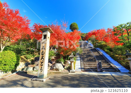 【京都府】快晴の三室戸寺の紅葉 121625110