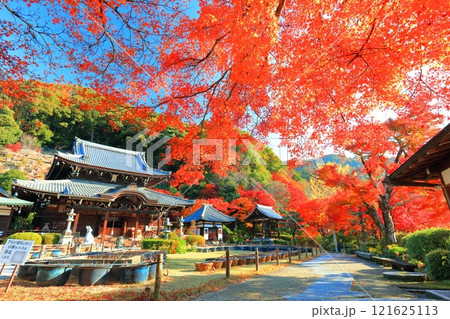 【京都府】快晴の三室戸寺の本堂と紅葉 121625113