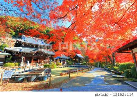 【京都府】快晴の三室戸寺の本堂と紅葉 121625114