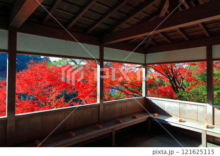 【京都府】快晴の三室戸寺の紅葉 【京都府】快晴の三室戸寺の紅葉 121625115