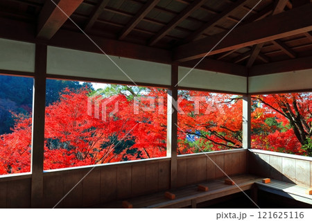 【京都府】快晴の三室戸寺の紅葉 121625116