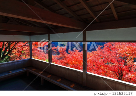 【京都府】快晴の三室戸寺の紅葉 121625117