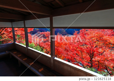 【京都府】快晴の三室戸寺の紅葉 121625118