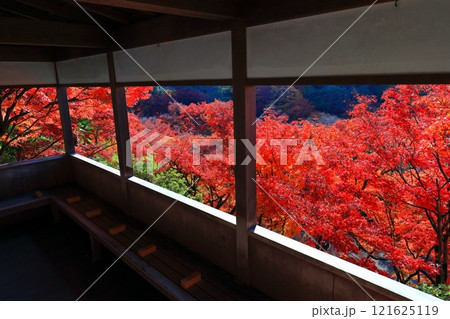 【京都府】快晴の三室戸寺の紅葉 121625119