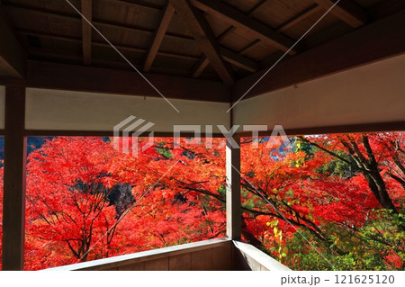 【京都府】快晴の三室戸寺の紅葉 121625120