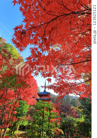 【京都府】快晴の三室戸寺の三重塔と紅葉 【京都府】快晴の三室戸寺の三重塔と紅葉 121625121