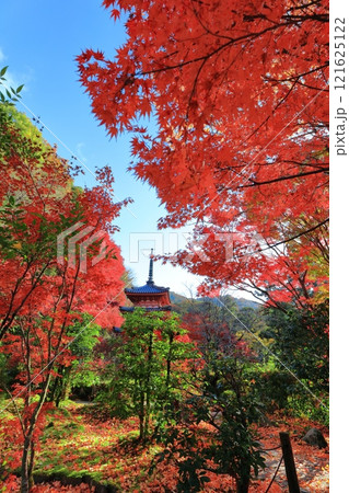 【京都府】快晴の三室戸寺の三重塔と紅葉 121625122