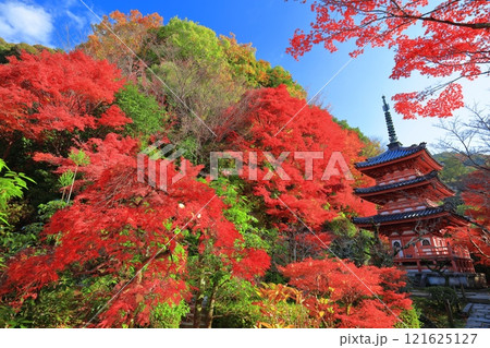 【京都府】快晴の三室戸寺の三重塔と紅葉 121625127