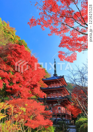 【京都府】快晴の三室戸寺の三重塔と紅葉 121625128