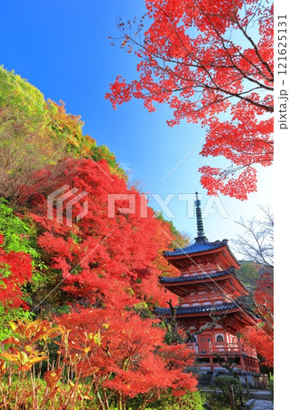 【京都府】快晴の三室戸寺の三重塔と紅葉 121625131