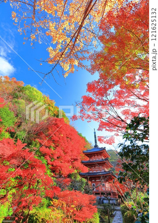 【京都府】快晴の三室戸寺の三重塔と紅葉 121625132