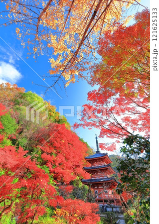 【京都府】快晴の三室戸寺の三重塔と紅葉 【京都府】快晴の三室戸寺の三重塔と紅葉 121625133